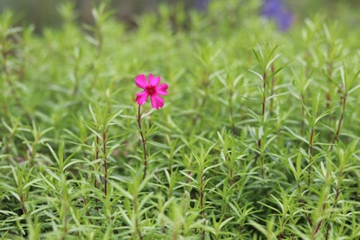 Teppichphlox - Phlox subulata 'Scarlet Flame'