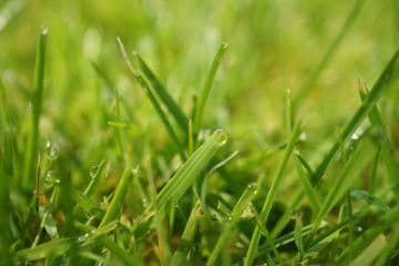 Rasen nachsäen, vertikutieren und düngen gleichzeitig ist das