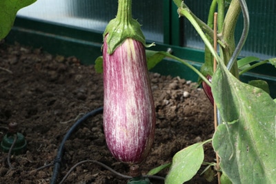 Aubergine / Eierbaum - Solanum melongena