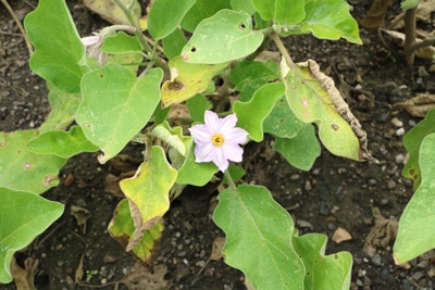 Blüte der Aubergine