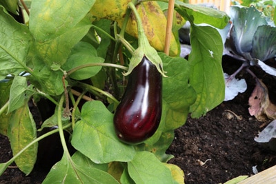 Aubergine / Eierbaum- Solanum melongena