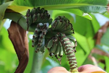 Bananenbaum überwintern 7 Tipps für die Bananenpflanze Gartenrat.de