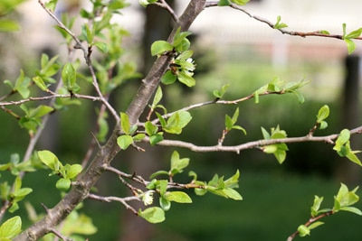 Pflaume - Prunus domestica