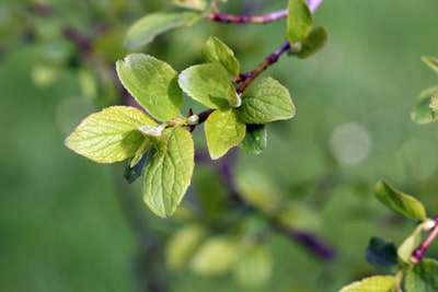 Pflaume - Prunus domestica