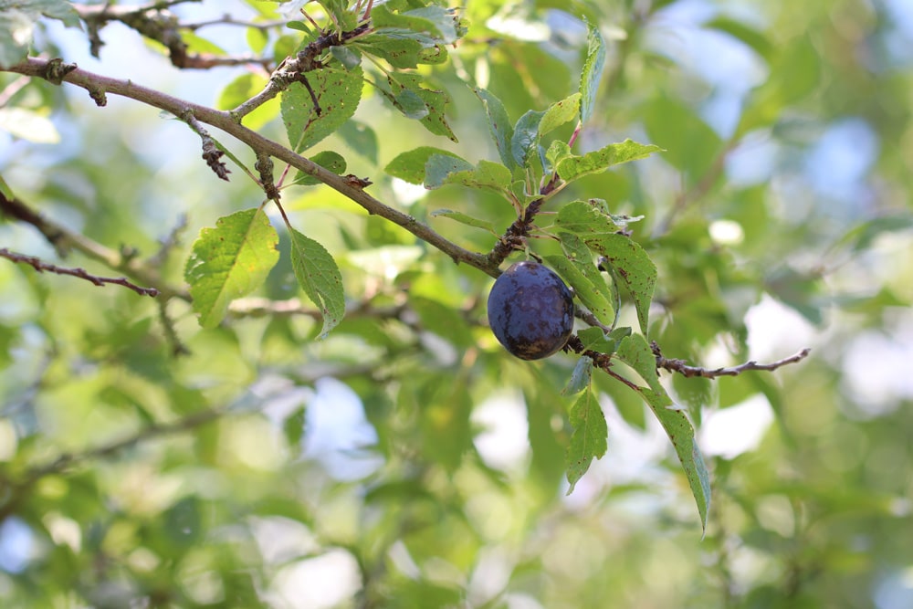 Pflaume - Prunus domestica