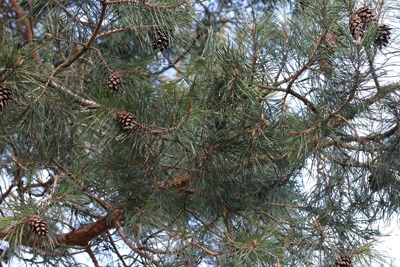 Waldkiefer - Pinus sylvestris