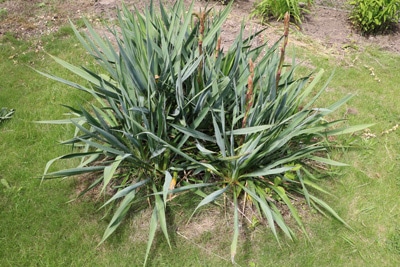 Kerzen-Palmlilie - Yucca gloriosa