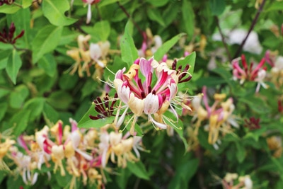 Geißblatt - Lonicera, Kletterpflanzen