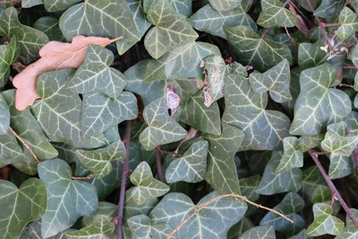 Kletterefeu - Hedera helix