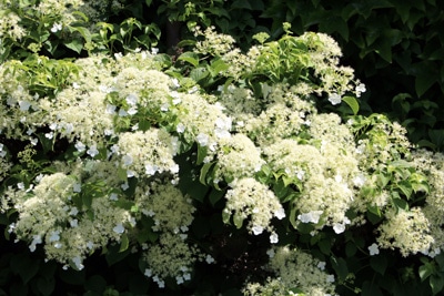 Kletterhortensie - Hydrangea petiolaris