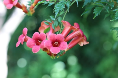 Klettertrompete - Campsis radicanis, Kletterpflanzen