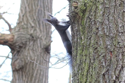 schwarzes Eichhörnchen