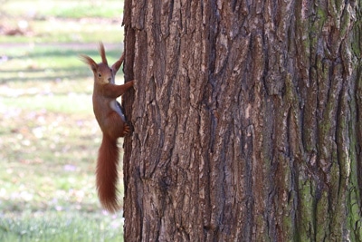 rotes Eichhörnchen