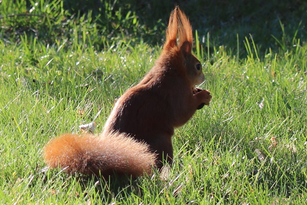 Eichhörnchen