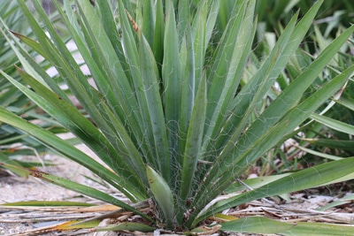 fädige Palmlilie - Yucca Palme