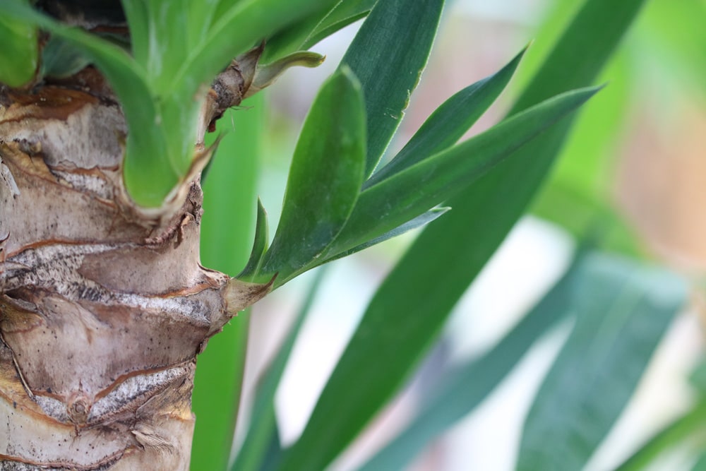 Yucca-Palme winterhart