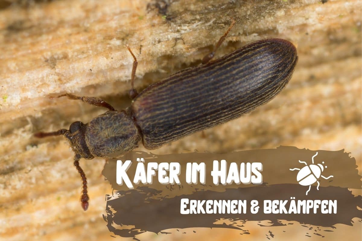 Käfer im Haus - Parkettkäfer