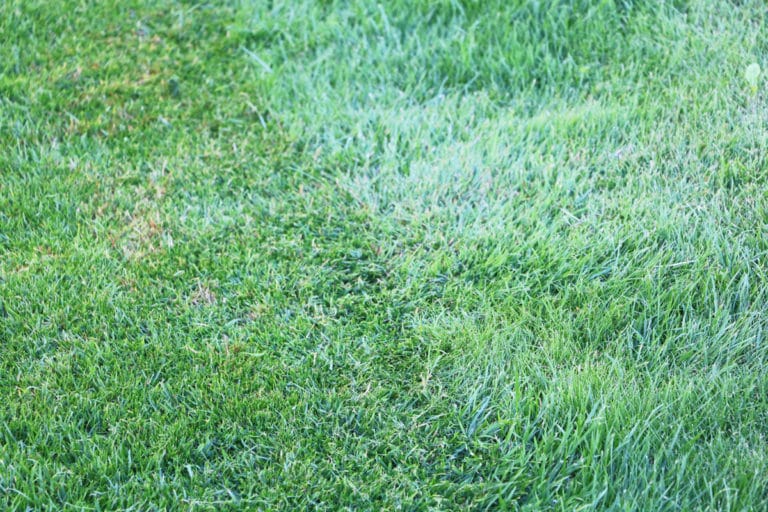 Ab wann darf man frisch gesäten Rasen mähen? Gartenrat.de