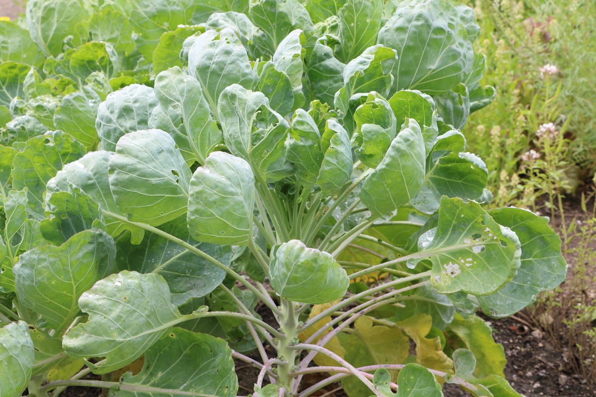 Wintergemüse - Rosenkohl