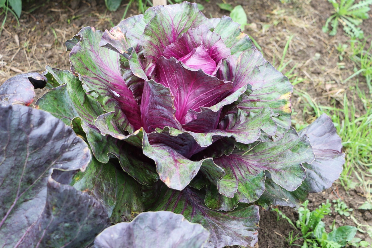 Wintergemüse - Rotkohl