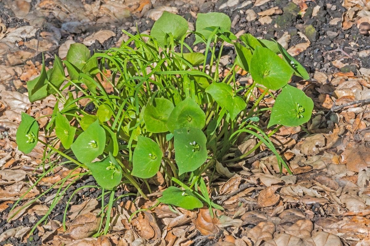 Tellerkraut - Claytonia perfoliata