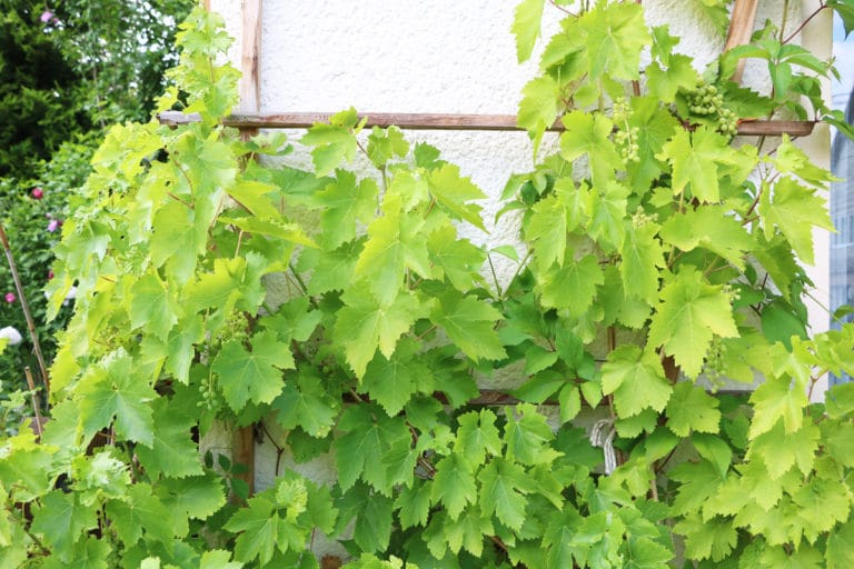Winterharte schnellwachsende Kletterpflanzen 20 Sorten Gartenrat.de