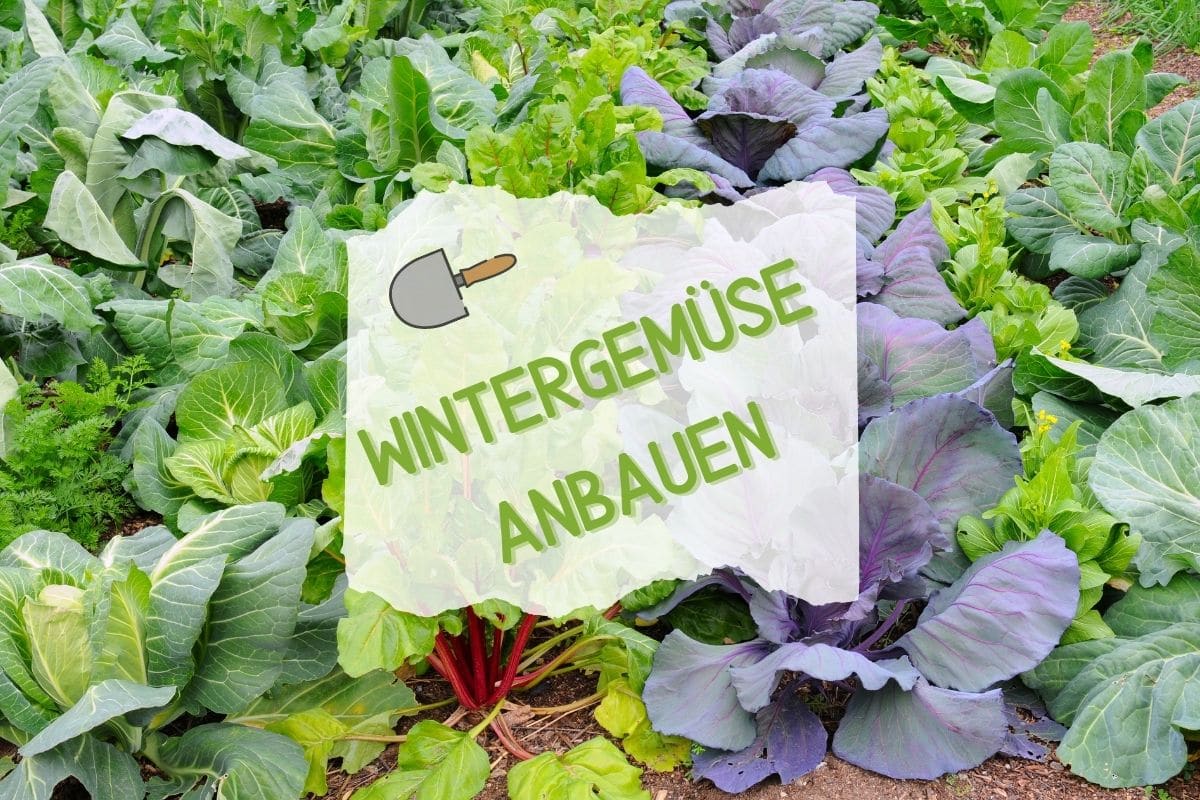 Wintergemüse anbauen - Beet voller Wintergemüse