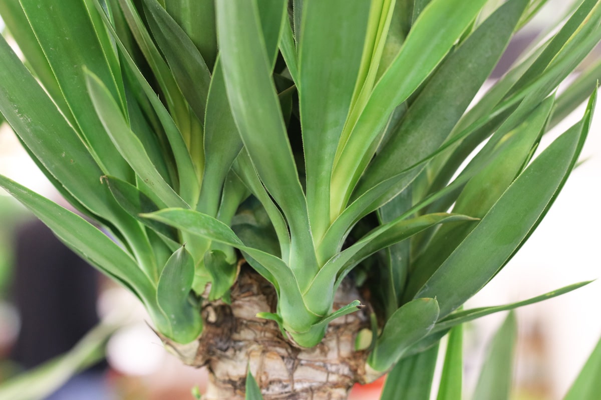 Yucca elephantipes