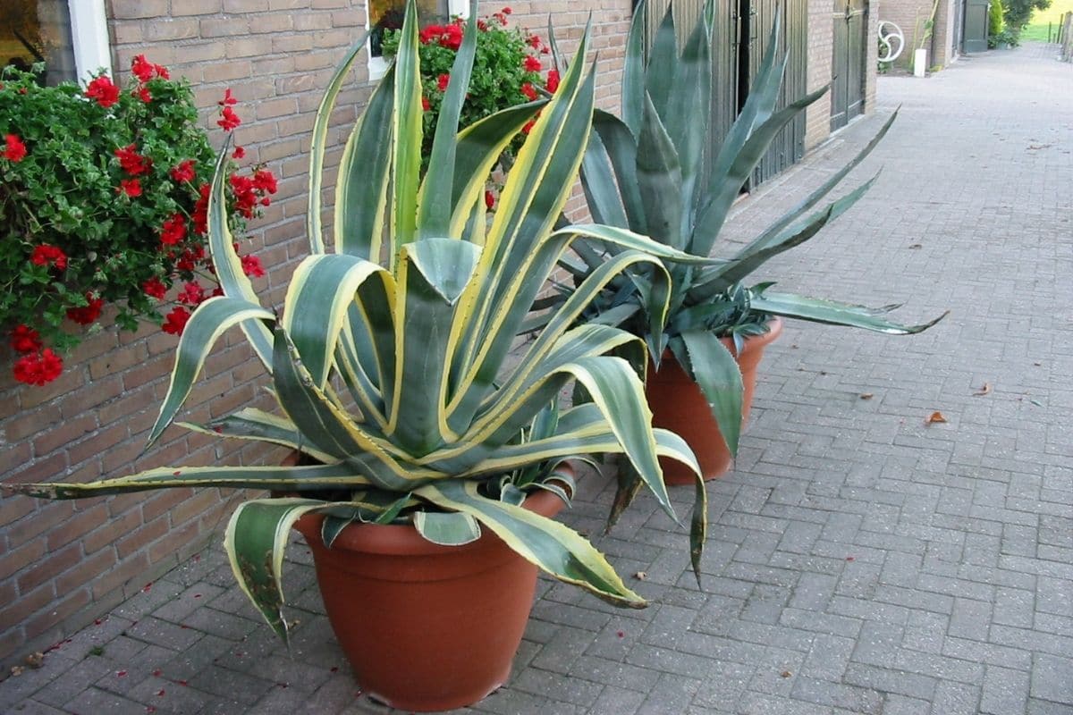 Yuccas im Kübel