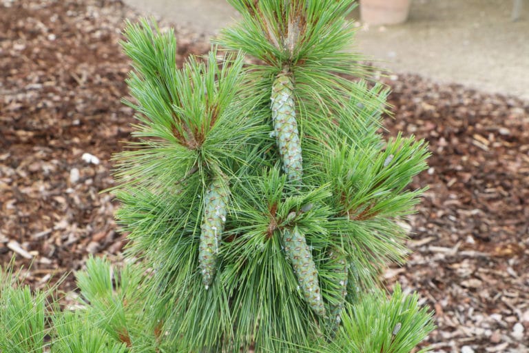 Pfahlwurzler 40 Bäume, Sträucher und Blumen mit einer Pfahlwurzel