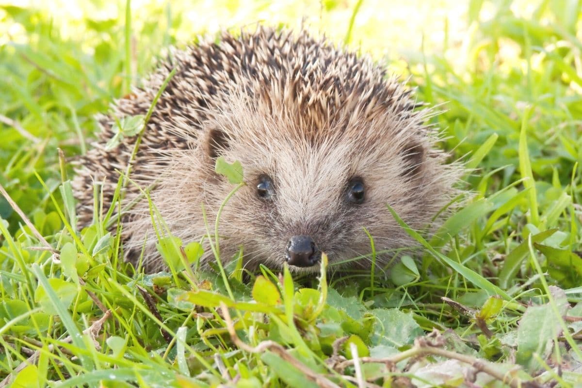 Löcher im Garten - Igel