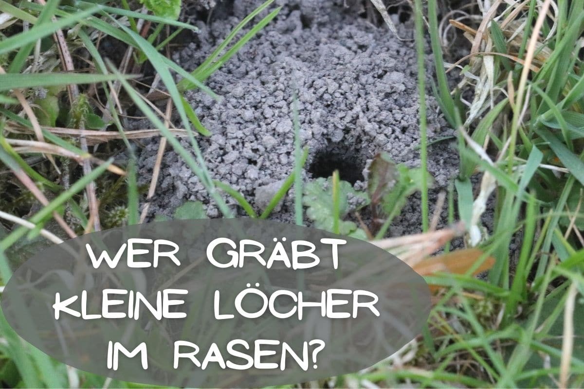 Kleines Loch im Rasen