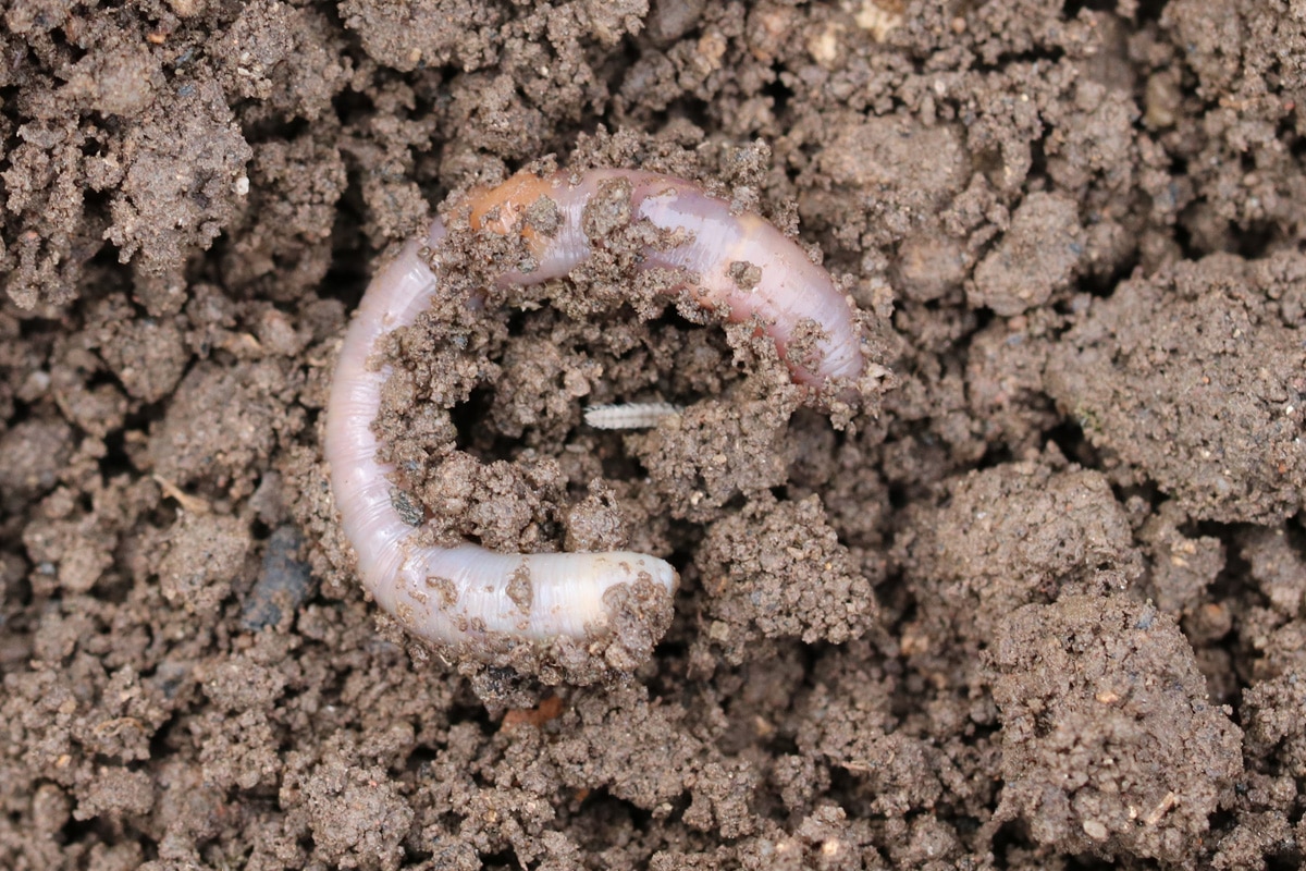 Kleine Löcher im Garten - Regenwurm