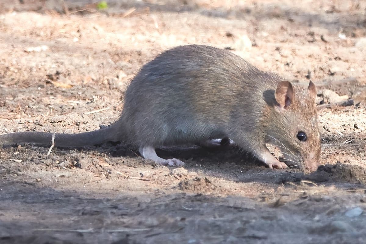 Löcher im Garten - Wanderratte