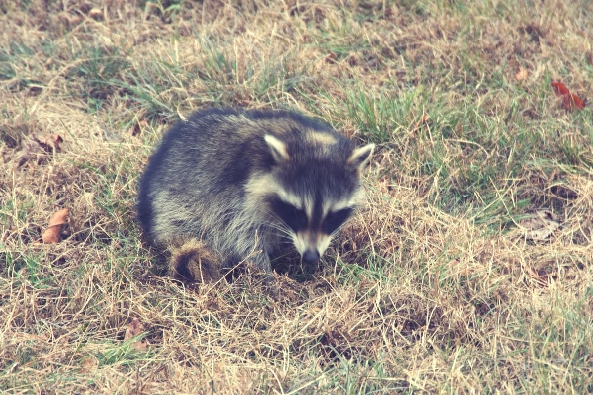 Waschbär gräbt Loch im Garten