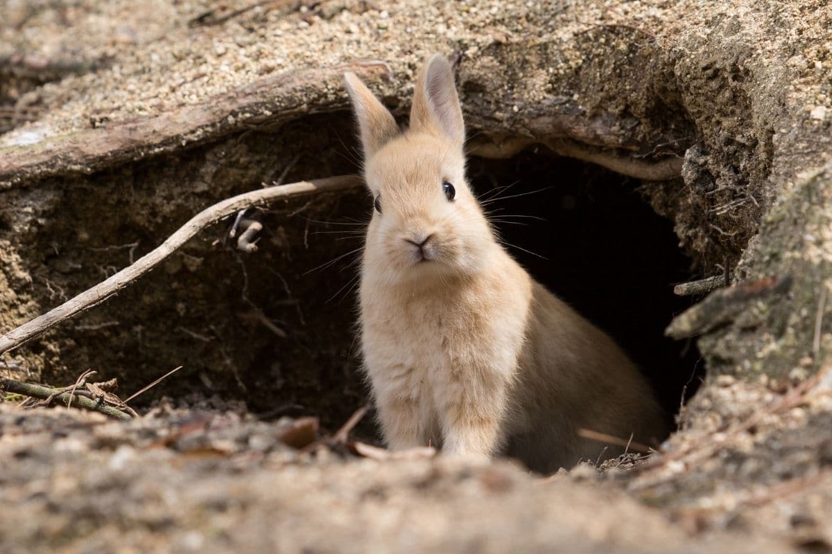 Wildkaninchen