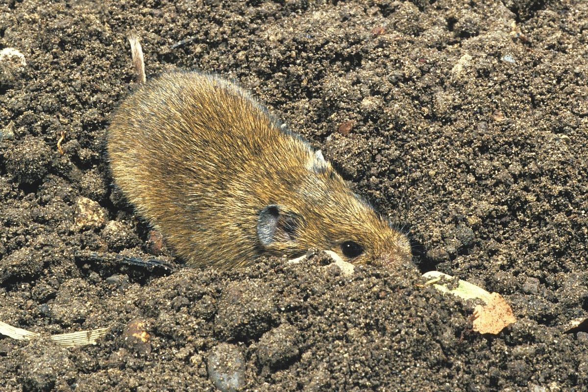 Wühlmaus gräbt Loch im Garten