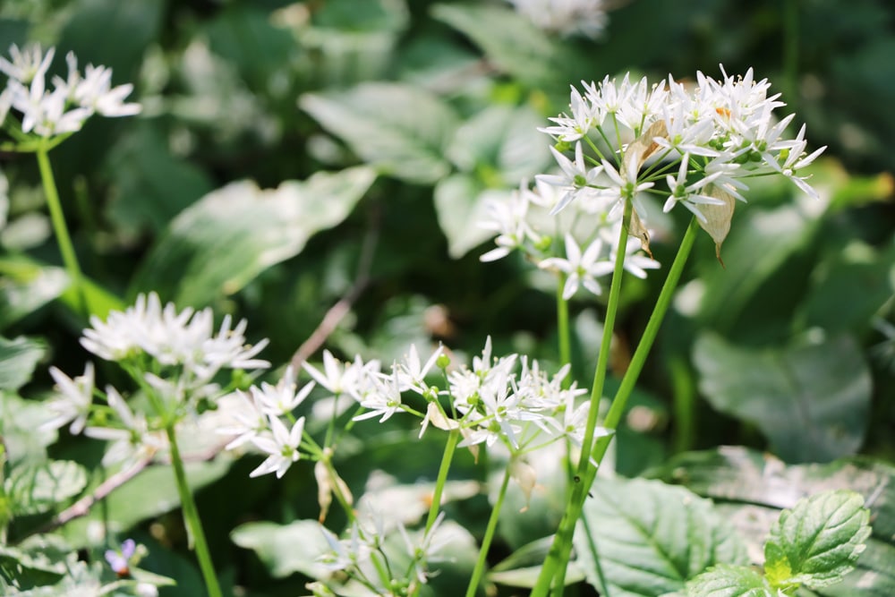 Bärlauch - Allium ursinum