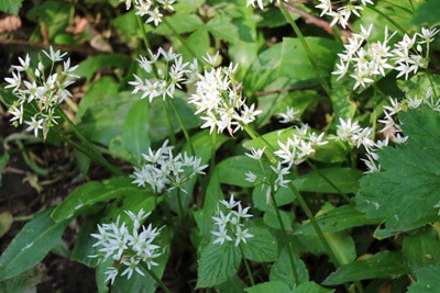 Bärlauch-Blüte - Allium ursinum