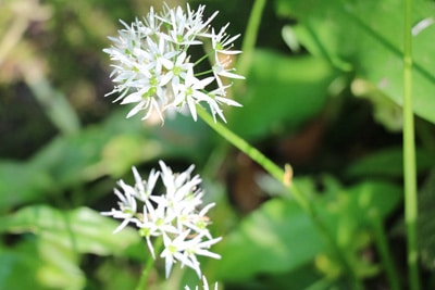 Bärlauch-Blüte - Allium ursinum