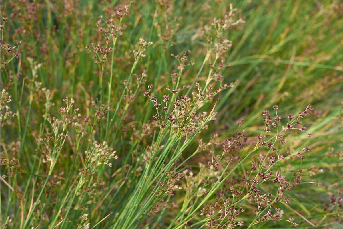 Glieder-Binse - Juncus articulatus