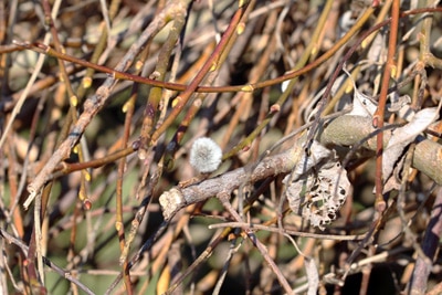 Saalweide - Salix caprea