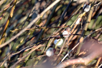 Saalweide - Salix caprea