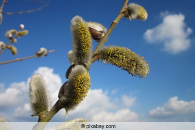 Saalweide - Salix caprea