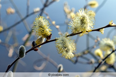 Saalweide - Salix caprea