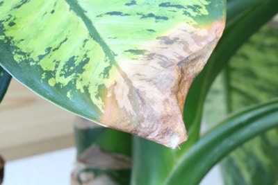 Dieffenbachia mit bräunlicher Spitze