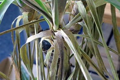 Palme gelbe braune Blätter