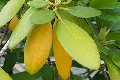 Rhododendron braune und gelbe Blätter