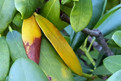 Rhododendron hat verfrärbte Blätter