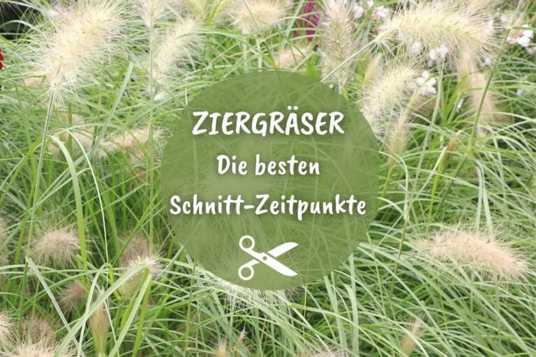 Wann Gräser schneiden? Der beste Zeitpunkt für 40 Ziergräser Gartenrat.de